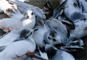 Terns in captivity