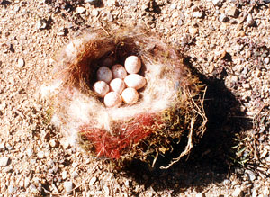 Tit's nest