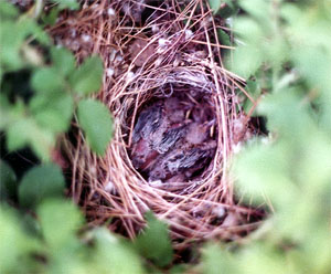 Wheatear's nest