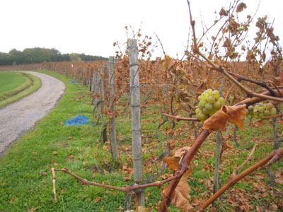 Vineyards of Luxembourg