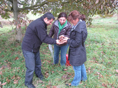 Mohit, Shahrzad andGuity Gathering walnuts under a tree